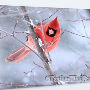 May include: A canvas print featuring a vibrant red cardinal perched on a snow-covered branch. The bird has a black face and a prominent crest. The background is a soft, blurred winter scene with falling snow. The print is square and has the text "FeatherWindStudio".