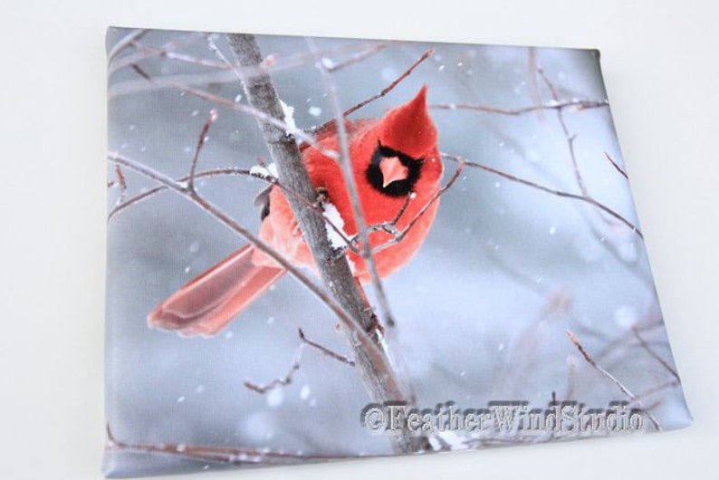 May include: A canvas print featuring a vibrant red cardinal perched on a snow-covered branch. The bird has a black face and a prominent crest. The background is a soft, blurred winter scene with falling snow. The print is square and has the text "FeatherWindStudio".