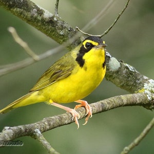Kentucky Warbler Foto | Sommer Vogel Fotografie | Home Office Singvogel Deko | Vogelbeobachter Geschenk | Südvogel Wandkunst | Warbler Druck