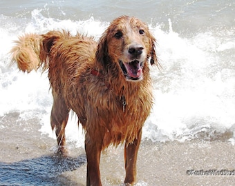 Foto de perro húmedo / Impresión Golden Retriever / Perro feliz / Decoración de guardería / Decoración del hogar de mascotas / Arte de pared canino / FeatherWindStudio / Foto de cachorro sonriente