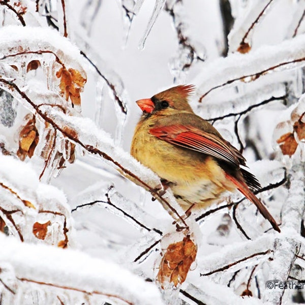 Northern Cardinal Icicle Photo Art | Nature Photography | Ice Art | Snow Covered Branches Wall Art | Home Office Design | Winter Bird Print