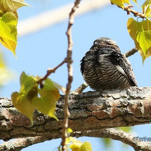 May include: A brown and white striped bird with a long beak is perched on a tree branch. The bird is facing away from the camera and has its head tucked in. The tree branch is covered in bark and there are green leaves in the background.