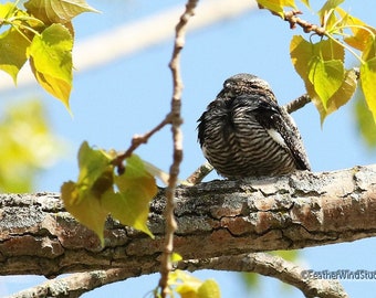 Common Nighthawk Photo | Raptor Photography | Nature Wall Decor | Wildlife Art | Bird Wall Hanging | Nightjar Wall Art | Night Hawk Print