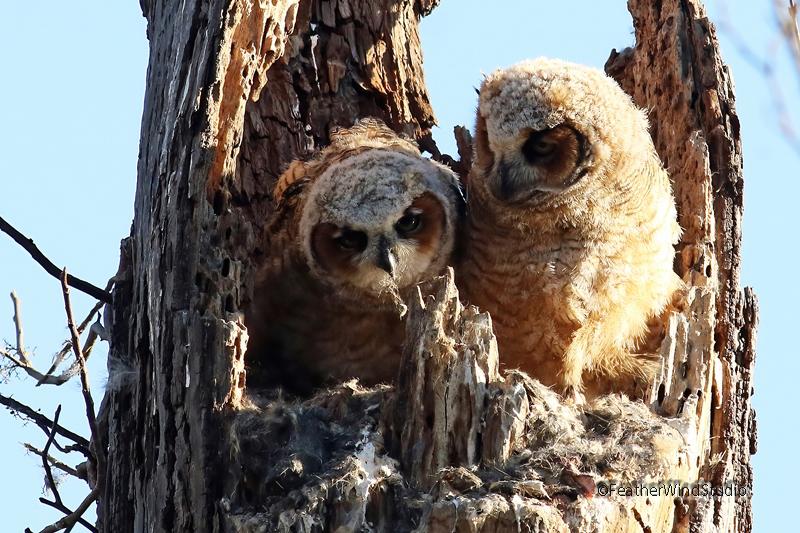 Great Horned Owl Fledglings Photo | Nature Photograph | Nestlings | Owlets | Bird Wall Art Gift | Fe