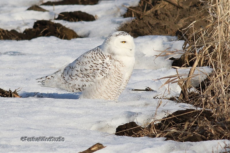 Snowy Owl Photo | Arctic Bird Art | Owl in Snow | Avian Lobby Wall Art | Home Office Nature Dé