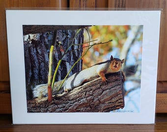Gray Squirrel Wall Art | Funny Animal Photography | Cute Wildlife Photo | Grey Squirrel | Children's Nursery Wall Art | 11x14 Mounted Print
