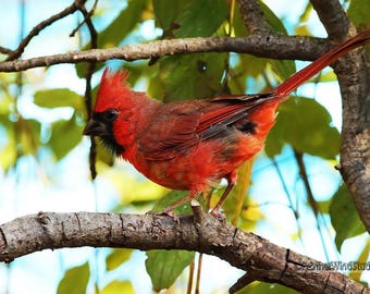 May include: A bright red cardinal bird perched on a tree branch. The bird has a black face and a prominent crest. The background features green leaves and a blue sky, creating a natural scene.