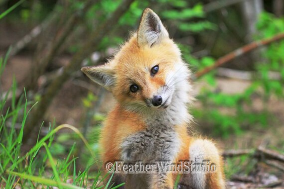 Cute Baby Animal Photo Red Fox Kit Print Nursery Babies Etsy