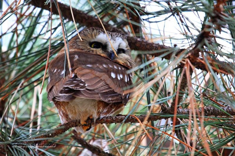Northern Saw Whet Owl Photo | Bird D&eacute;cor | Owl In Pine Tree Art | Nature Photography | Hotel 