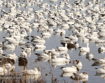Snow Geese Photo | Bird Photography | Nature Décor | Waterfowl | Goose Art | FeatherWindStudio | New Mexico Wall Art | Birds | Flock Print