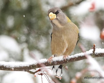 Evening Grosbeak Print | Bird Photography | Winter Finch Wall Art | Michigan Birding | Songbird Décor | Bird Lover Décor | Grosbeak Photo