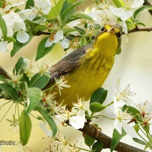 Könnte beinhalten: Ein gelber und grauer Grasmücken-Vogel sitzt auf einem Ast eines Baumes mit weißen Blüten. Der Vogel schaut direkt in die Kamera.
