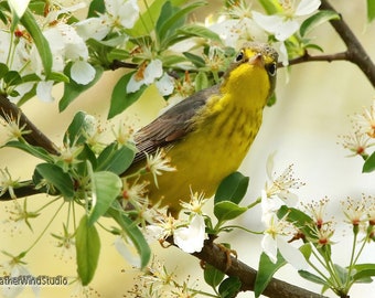 Canada Warbler Photo | Summer Bird Photography | Neotropical Migrant Songbird | Birder Gift | FeatherWindStudio | Bird Among Flowers Print