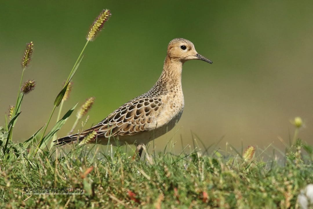 Buff Breasted Sandpiper Photo | Bird Photography | Shorebird Art | Bird ...