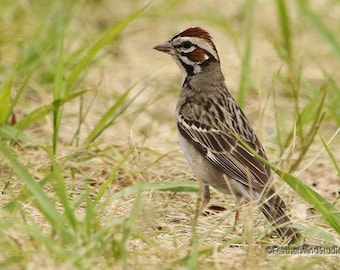 Lark Sparrow Photo | Bird Photography | Nature Wildlife Wall Décor | Bird Lover Gift | Songbird | Animal | FeatherWindStudio | Bird Print