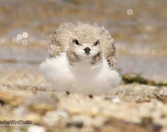 Piping Plover Photo | Ohio Bird Art | Shorebird | Nature Summer Décor | Bird Watcher Gift | Beach Art | FeatherWindStudio | Young Bird Print