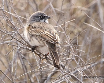 Sagebrush Sparrow Print | Bird Photography | Nature Wall Art | Tan Home Décor | Songbird Photograph | Desert Wildlife | FeatherWindStudio