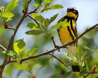 Magnolia Warbler Print / Fotografía de aves / Oferta de Cyber Monday / Impresiones de la naturaleza a la venta / Fotografía de bellas artes / Observación de aves / Decoración de pared de curruca