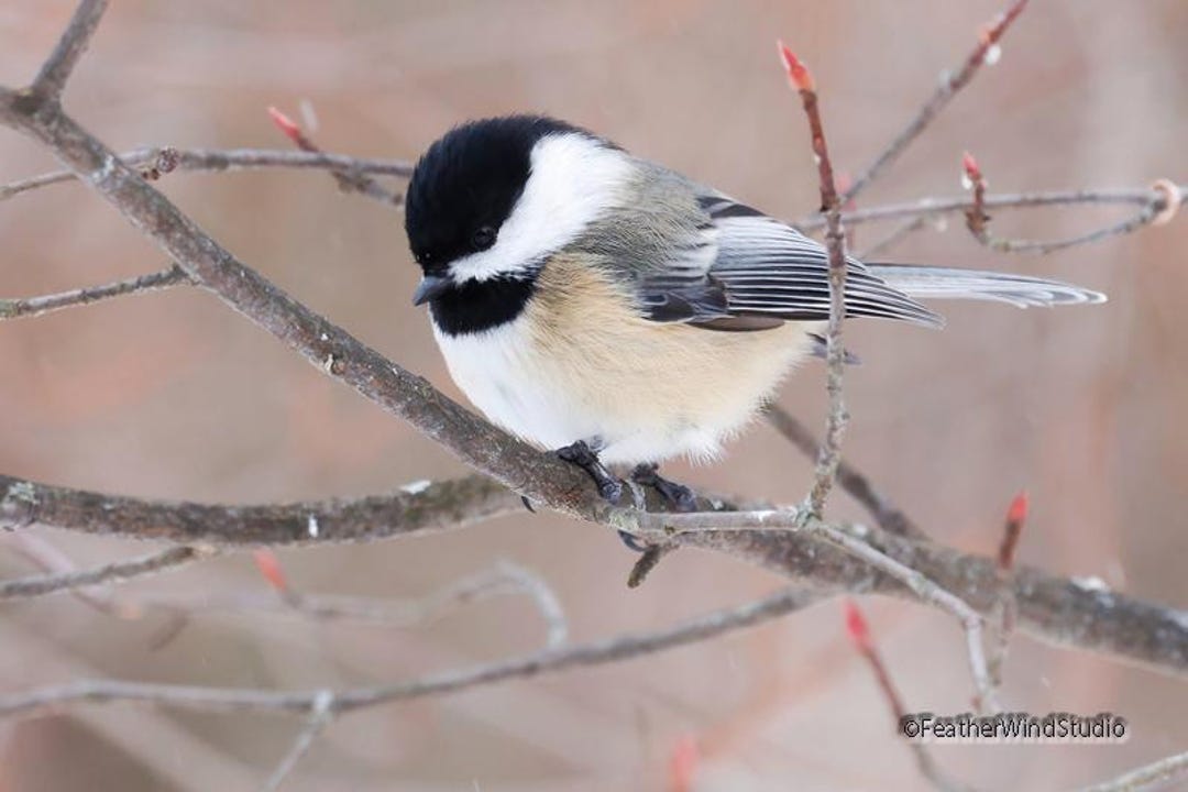Black Capped Chickadee Print | Soothing Nature Photo | Nursery Decor ...