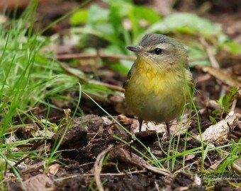 Philadelphia Vireo Photo | Tropical Forest Bird Photography | Bird Décor | Outdoor Nature Art | Bird Watcher Gift Idea | Wet Vireo Print