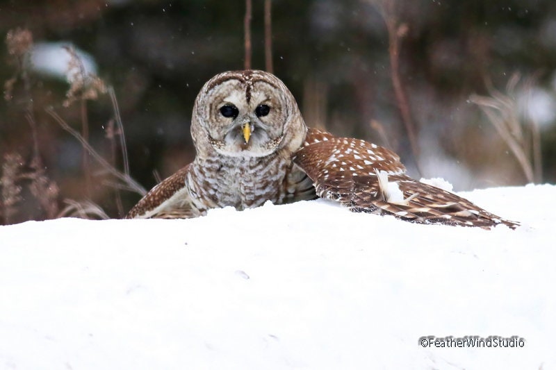 Barred Owl Photo | Owl in Snow | Avian Wildlife | Nature Wall Art | Home Office Decor | Hotel Motel