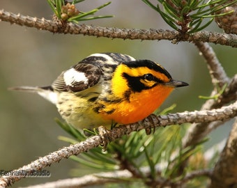 Blackburnian Warbler | Bird Photography | Nature | Birder Gift | Bird Wall Art | Tropical Songbird | Fire Throat | Warbler Fine Art Print