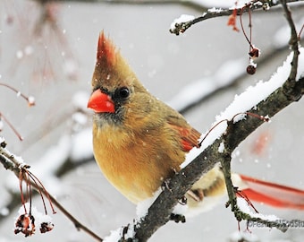 May include: A female cardinal perched on a snow-covered branch with red berries. The bird has a bright red beak and a crest of red feathers. The background is a snowy winter scene.