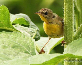 Common Yellowthroat Photo | Sunflower Photography | Songbird Lover Wall Art | Green Yellow Nature Gift | FeatherWindStudio | Warbler Print