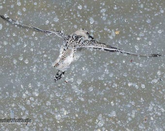 Sanderling Print | Bird Flight Photo | Water Droplets Decor | Peep | Bird Watcher Gift | Abstract Shorebird Wall Art | Beach Wave Action