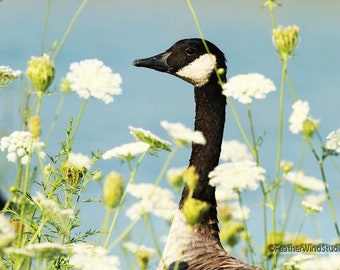 Canada Goose Photo | Bird Photography | Queen Anne's Lace Art | Home Office Nature Décor | FeatherWindStudio | Bird and Flowers Art Print