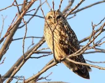 Short Eared Owl Photo | Owl Photography | Raptor | Owl Home Office Décor | FeatherWindStudio | Grassland Wildlife | Birder Gift | Owl Print