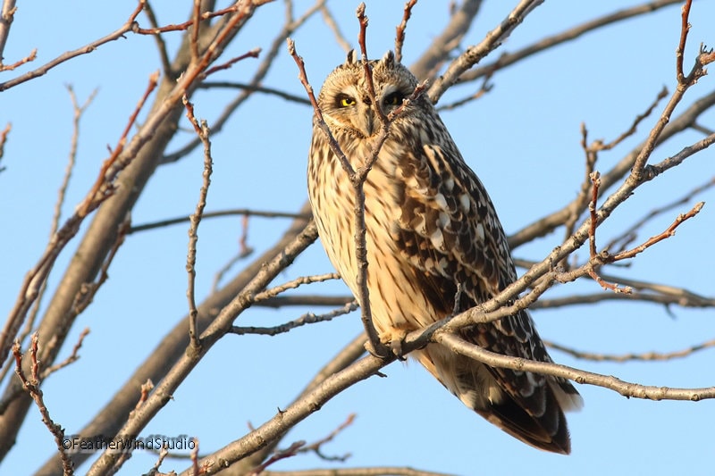 Short Eared Owl Photo | Owl Photography | Raptor | Owl Home Office Décor | FeatherWindStudio 