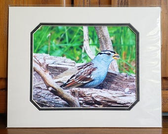 White-crowned Sparrow Print | Nature Lover Gift | Songbird | Bird Wall Art | Matted Sparrow Wall Hanging | 11x14 Bird Print | Texas Bird Art