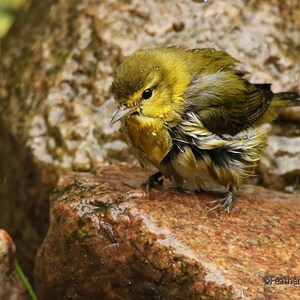 Könnte beinhalten: Ein kleiner, gelb-grüner Vogel mit einem dunklen Auge sitzt auf einem nassen, braunen Stein. Der Vogel schüttelt seine Federn, wahrscheinlich nachdem er im Regen nass geworden ist.
