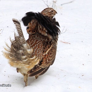 Ruffed Grouse Photo | Bird Courtship Displaying Game Bird Hunter Gift | Log Cabin Cottage Wall Art | Courting Grouse in Snow Partridge Print