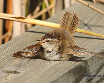 Marsh Wren Sunning Photo | Wild Bird Wall Art | Summer Songbird Décor | FeatherWindStudio | Fledgling On Boardwalk | Michigan Wildlife Print