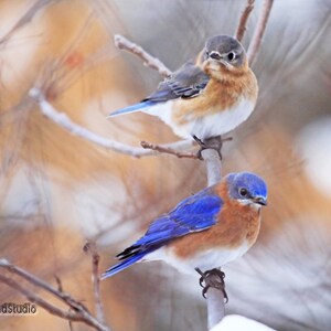 Könnte beinhalten: Zwei Blaumeisen sitzen auf einem Ast in einer verschneiten Winterlandschaft. Der Vogel links schaut in die Kamera, während der Vogel rechts zur Seite schaut. Der Hintergrund ist ein weicher verschwommener Hintergrund in Braun- und Weißtönen.