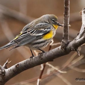 Yellow Rumped Warbler Photo | Bird Photography | Warbler Themed Wall Art | New Mexico Birding | FeatherWindStudio | Audubon&#39;s Warbler Print