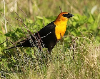 Yellow Headed Blackbird Print | Bird Watching | Wildlife Wall Art | Avian Home Office Décor | Spring Birding | Nature | FeatherWindStudio