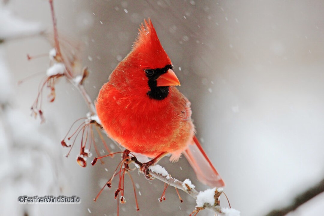 Cardinal Photo Winter Bird Wall Art Snowy Bird Art Bird Home Office