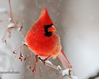 May include: A bright red cardinal perched on a snow-covered branch in a wintery scene. Snowflakes fall around the bird, creating a beautiful and festive image.