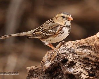 Harris's Sparrow Print | Western Bird Art | Nature Photography | Brown Home Décor | Songbird | Wildlife | Bird Watcher Gift | Texas Bird Art