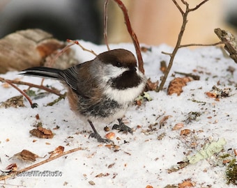 Boreal Chickadee Foto / Fotografía de la naturaleza / Decoración del vivero casero / Aves de invierno / Vida silvestre al aire libre / Arte de aves de Minnesota / Impresión de Chickadee