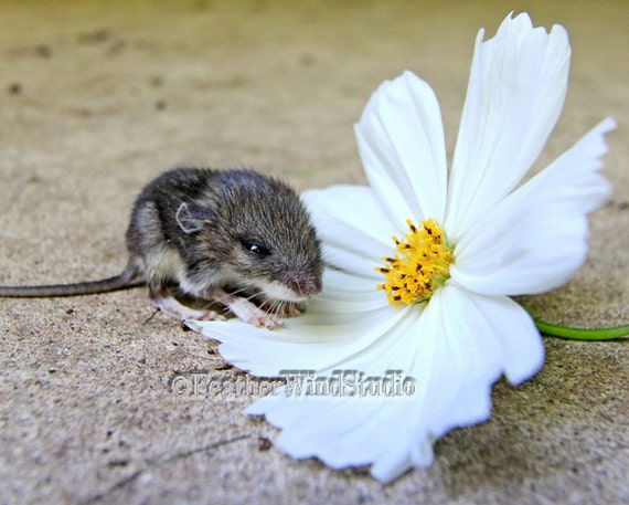 Mouse And Flower Photography Cute Baby Animal Photo Etsy