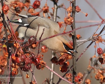 Bohemian Waxwing Print | Bird Photography | Birder Photo Gift | Michigan Birding | Avian Art | FeatherWindStudio | Nature Lover Home Décor