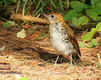 Wood Thrush | Forest Bird Photography | Brown Spotted Song Bird | Bird Lover Photo Art | Office Home Decor | Rufous Bird | Thrush Art Print