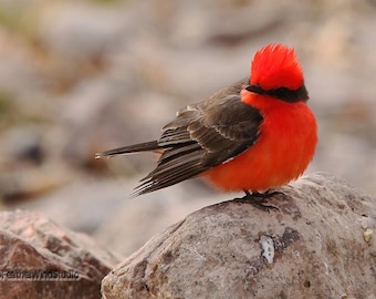 Vermilion Flycatcher Photo | Bird Photography | Desert Home Office Décor | Avian Wall Art | FeatherWindStudio | Quality Bird Nature Prints