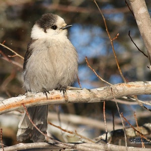 Könnte beinhalten: Ein grauer und weißer Vogel mit schwarzem Schnabel sitzt auf einem Ast. Der Vogel schaut nach rechts und hat seine Flügel eingeklappt. Der Hintergrund ist verschwommen und unscharf.