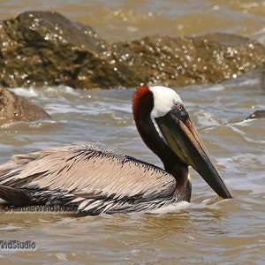 Brown Pelican Photo | Coastal Wall Art Print | Alabama Nature Art | Wildlife Décor | Bird Photography | FeatherWindStudio | Bird Watcher Art