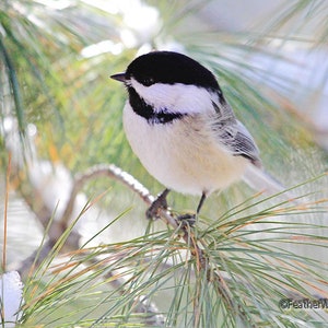 May include: A black-capped chickadee perched on a pine branch with snow on the tips of the needles. The bird has a black cap, white cheeks, and a black bib.
